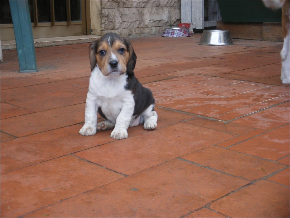 cuccioli amelie-61